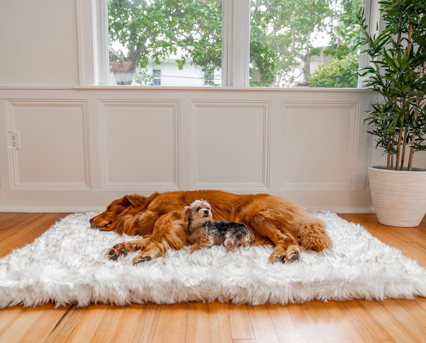 Fur Orthopedic Dog Bed