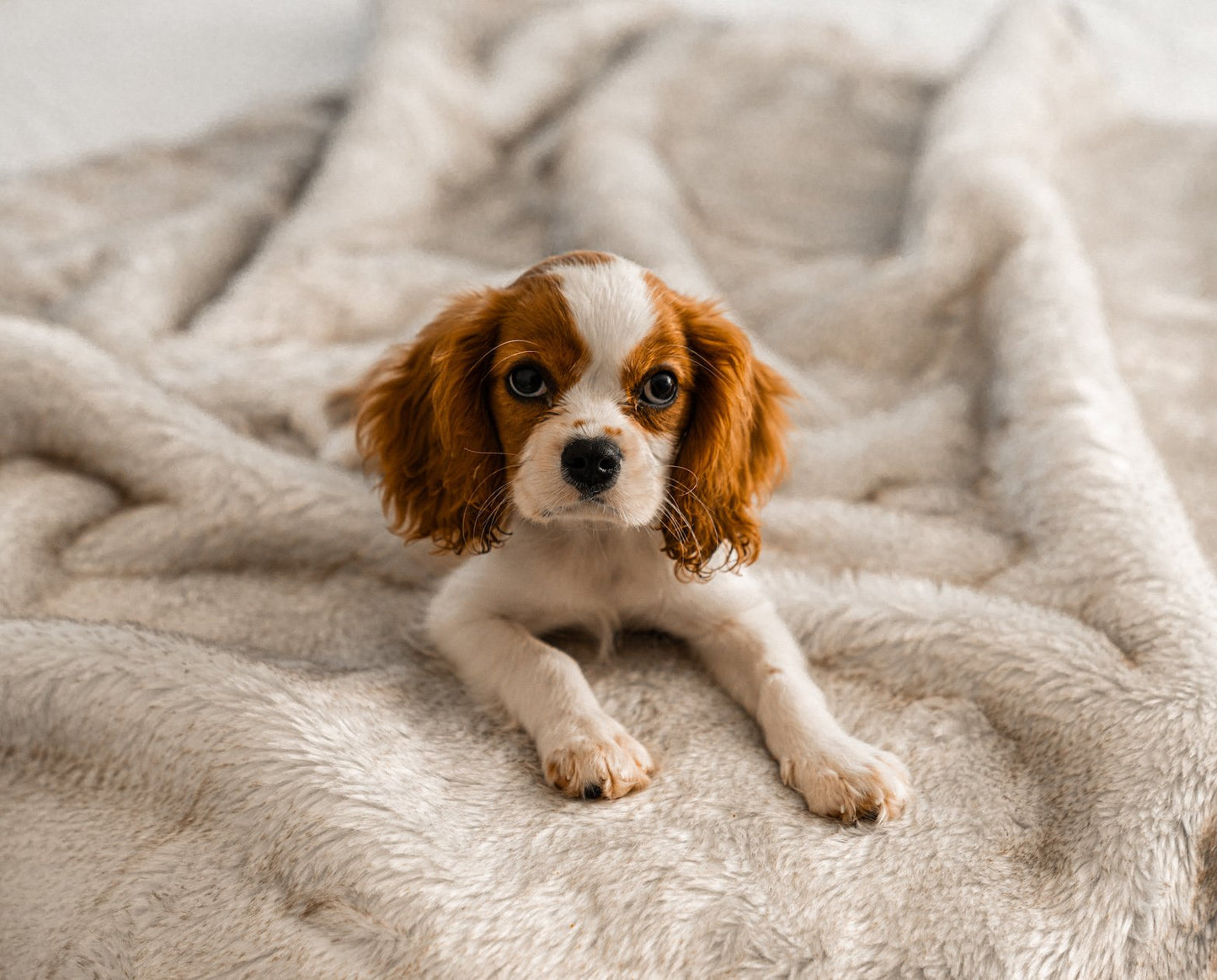 PupProtector™ Cool Comfort Short Faux Fur Waterproof Throw Blanket - White