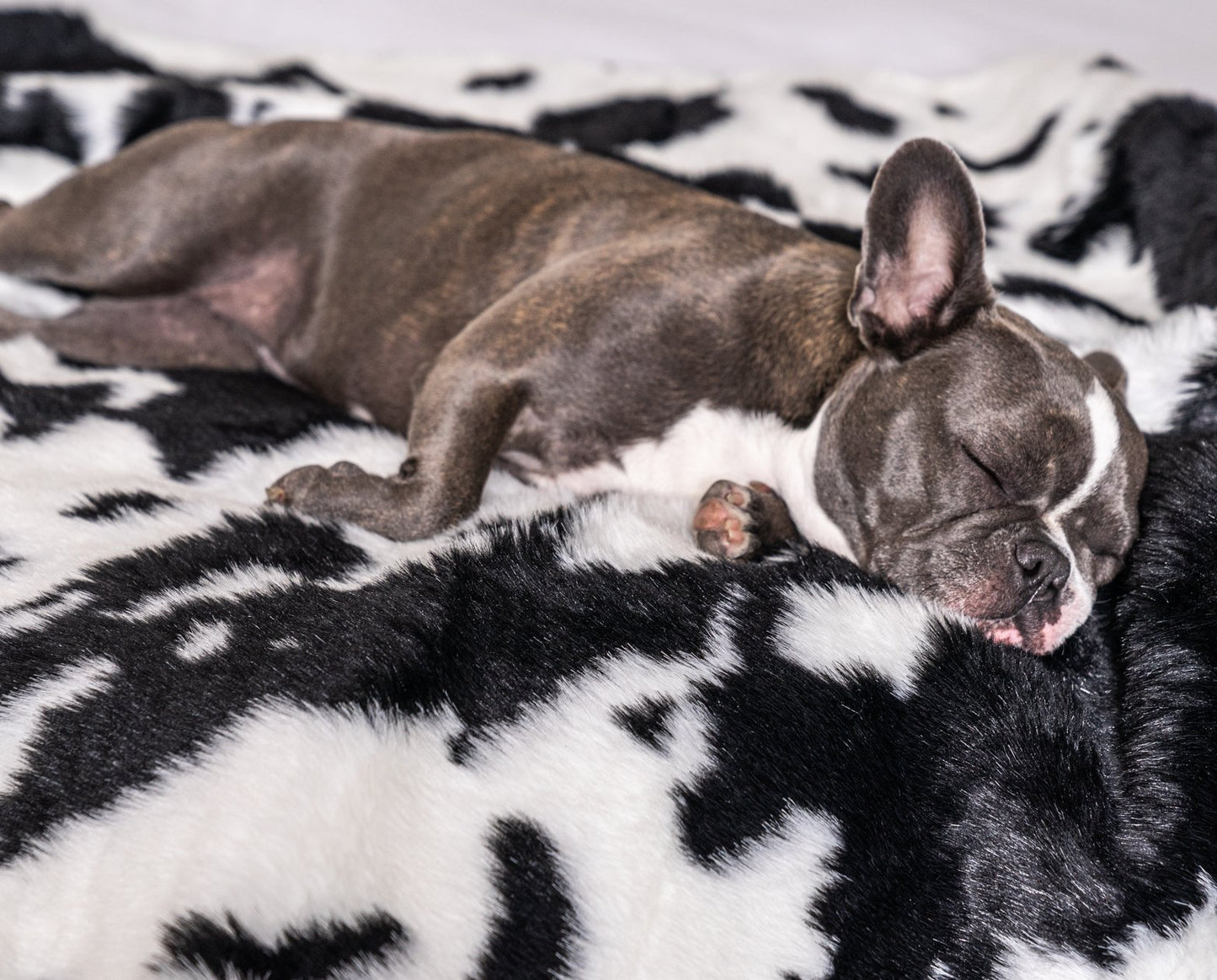 PupProtector™ Waterproof Throw Blanket - Black Faux Cowhide