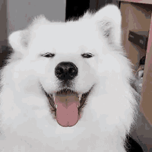 Fur Orthopedic Dog Bed