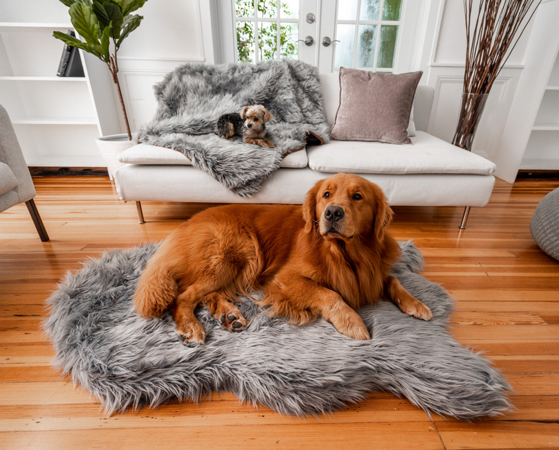 The Best Beds for your Dog