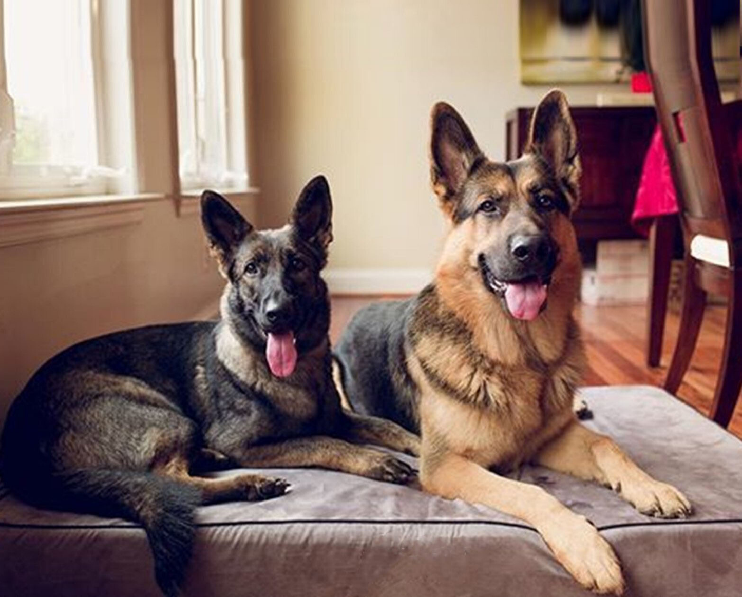 PupDream™ Memory Foam Orthopedic Dog Bed