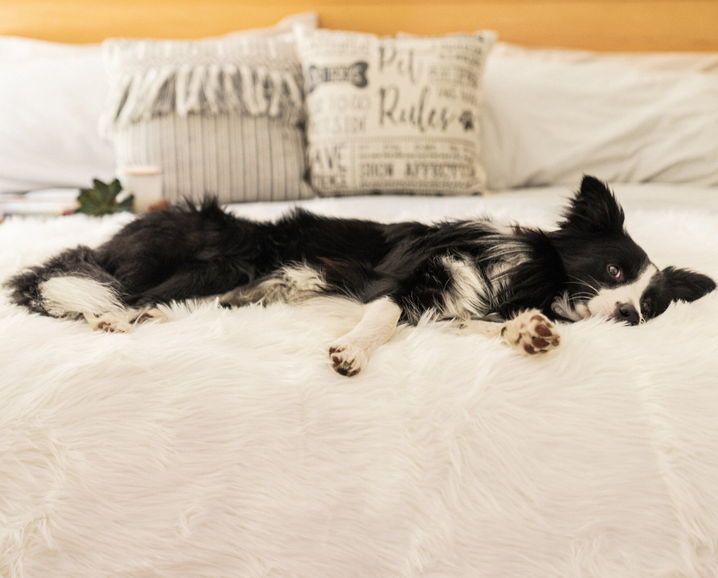 PupProtector™ Waterproof Throw Blanket - Polar White