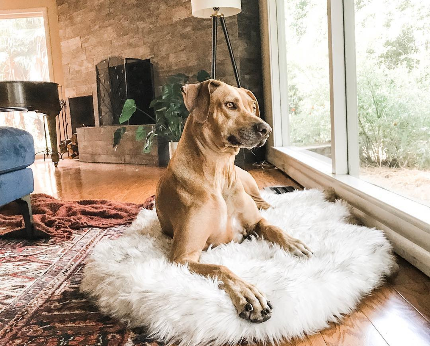 PupRug™ Faux Fur Orthopedic Dog Bed - Curve White