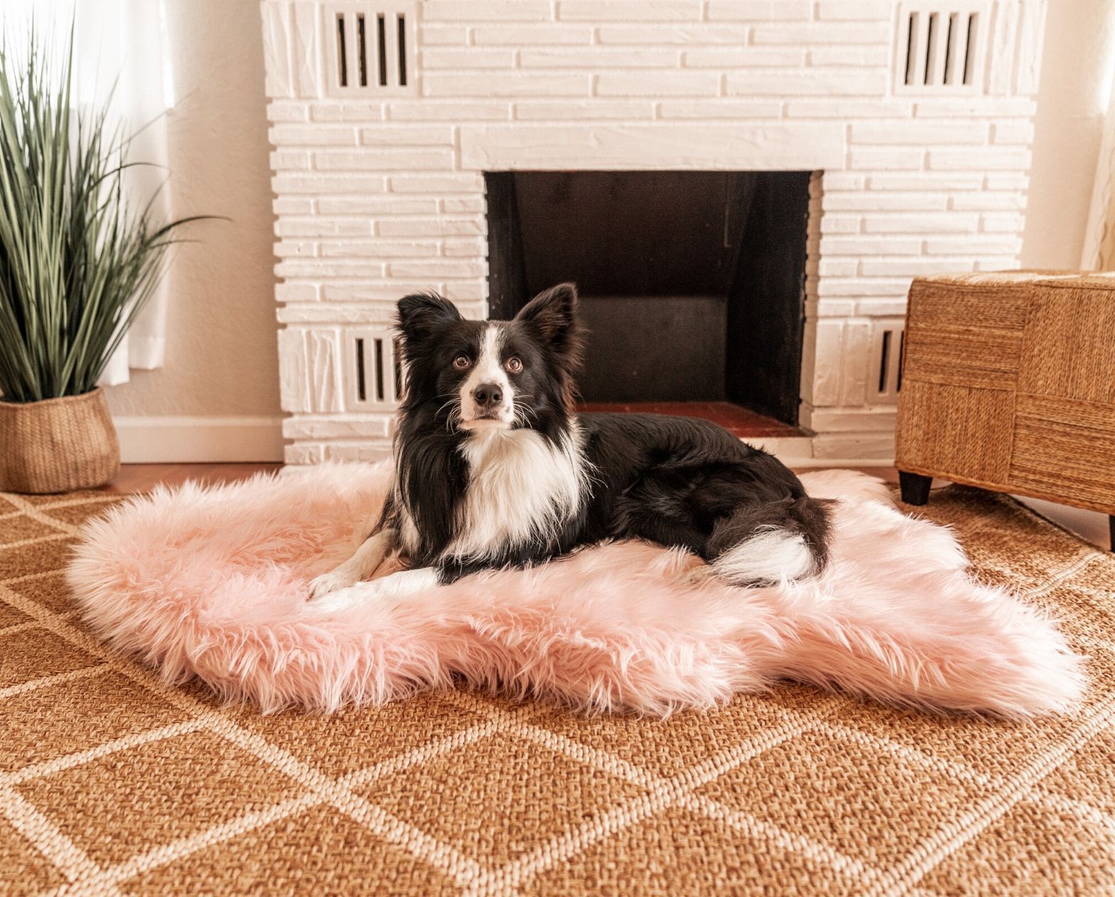 PupRug™ Faux Fur Orthopedic Dog Bed - Curve Blush Pink