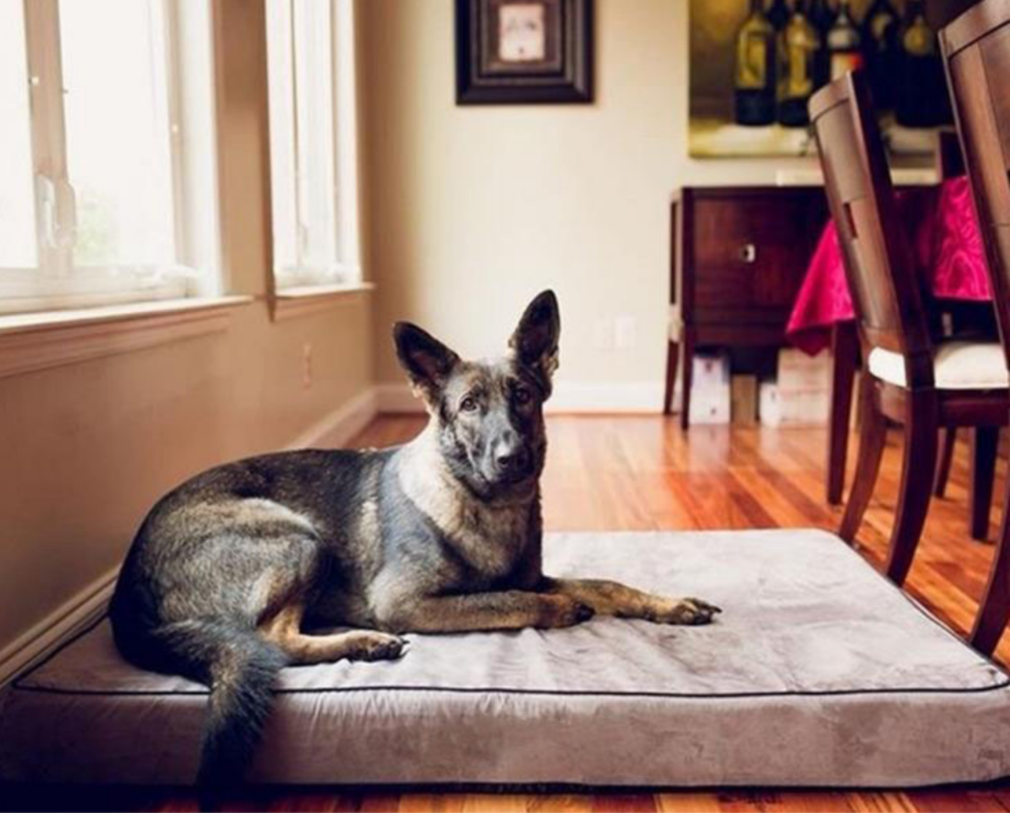 PupDream™ Memory Foam Orthopedic Dog Bed Cover (Bed Not Included)